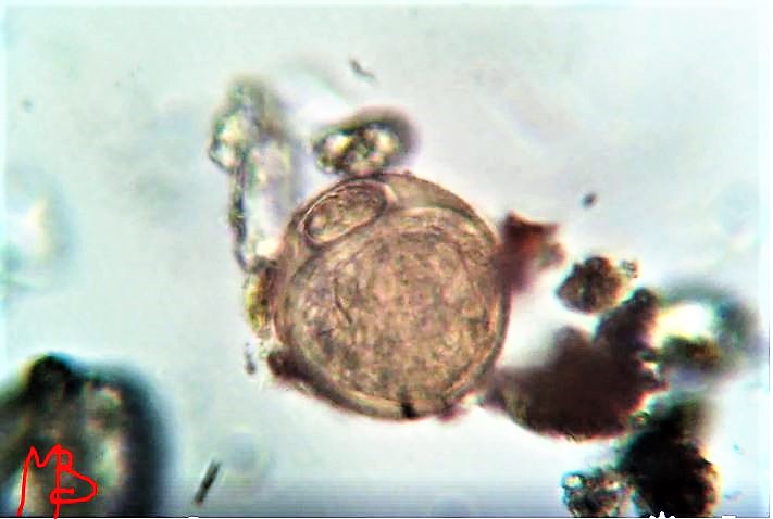 embrione di Tardigrado